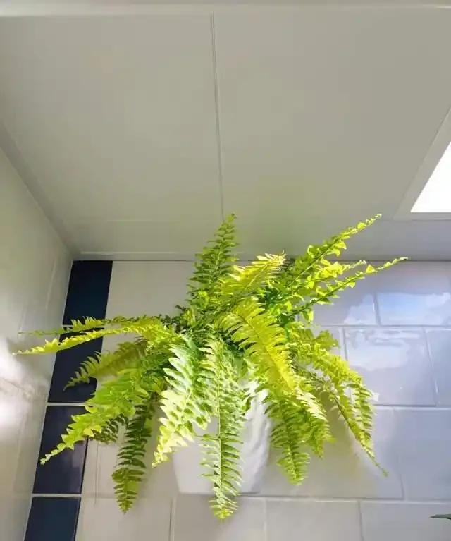 衛生間放這7種花之一，3天臭味全沒！特別是第3種，快試試