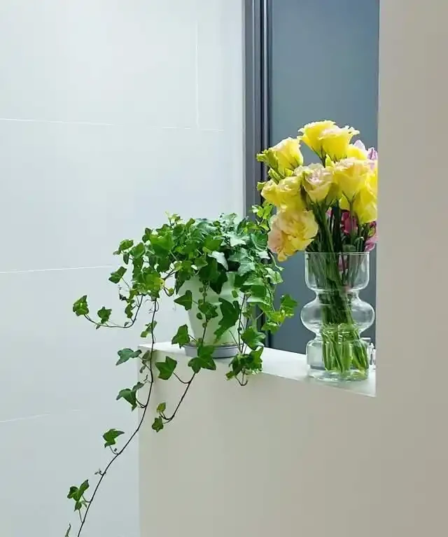 衛生間放這7種花之一，3天臭味全沒！特別是第3種，快試試