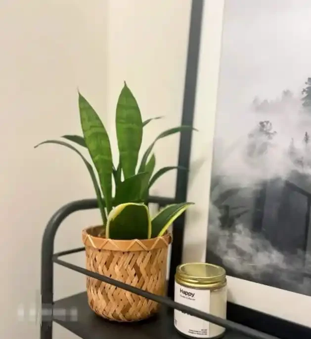 衛生間放這7種花之一，3天臭味全沒！特別是第3種，快試試