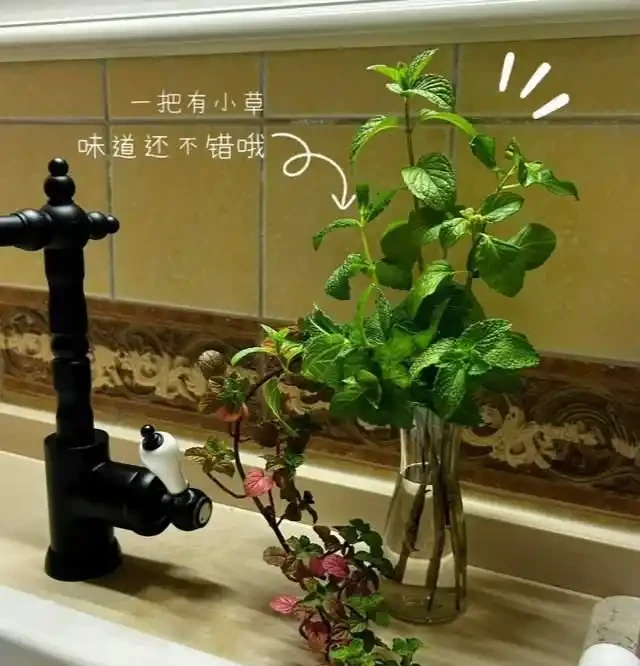 衛生間放這7種花之一，3天臭味全沒！特別是第3種，快試試