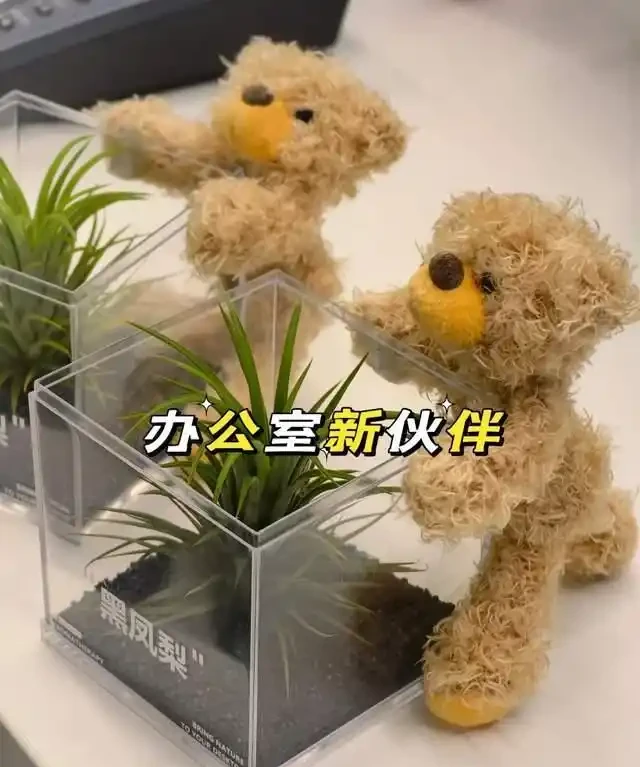 衛生間放這7種花之一，3天臭味全沒！特別是第3種，快試試