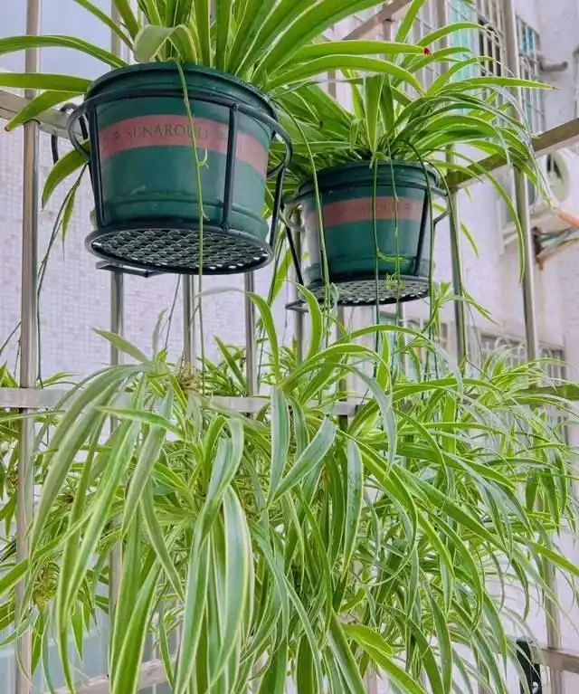 衛生間放這7種花之一，3天臭味全沒！特別是第3種，快試試