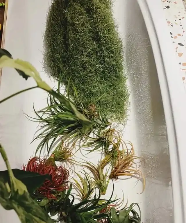 衛生間放這7種花之一，3天臭味全沒！特別是第3種，快試試