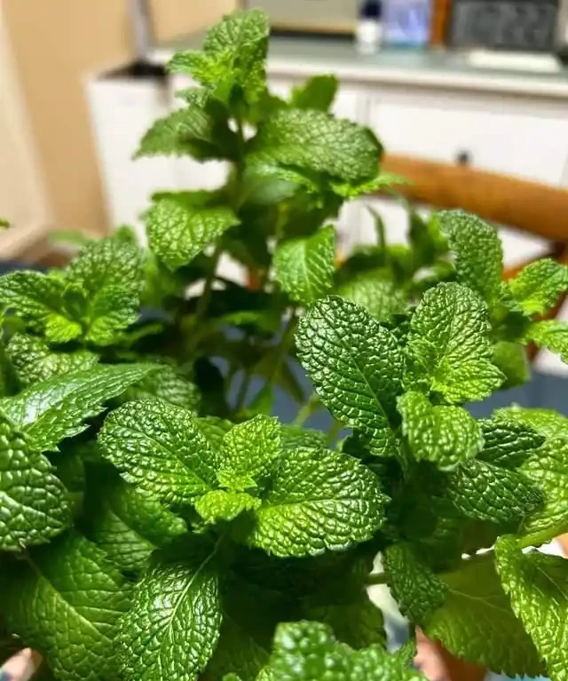 衛生間放這7種花之一，3天臭味全沒！特別是第3種，快試試