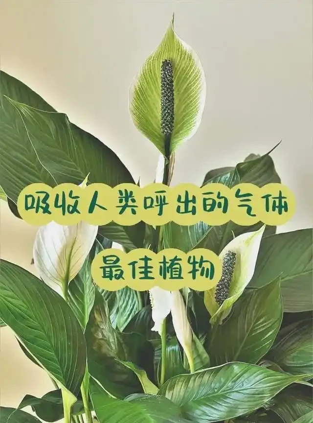 衛生間放這7種花之一，3天臭味全沒！特別是第3種，快試試