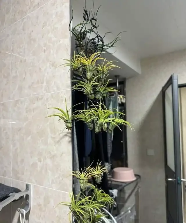衛生間放這7種花之一，3天臭味全沒！特別是第3種，快試試