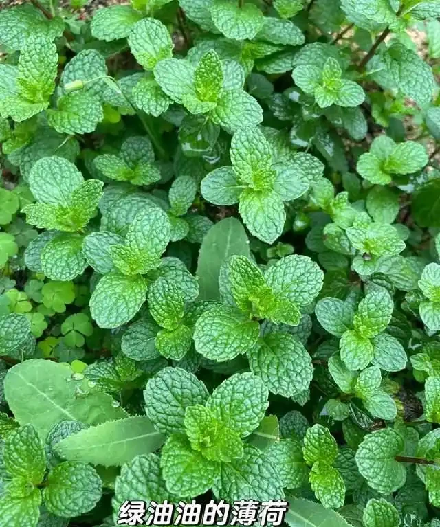 衛生間放這7種花之一，3天臭味全沒！特別是第3種，快試試