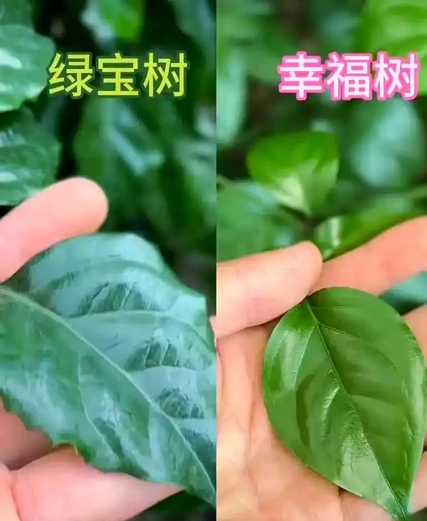 幸福樹與綠寶養護指南:差異與技巧解析