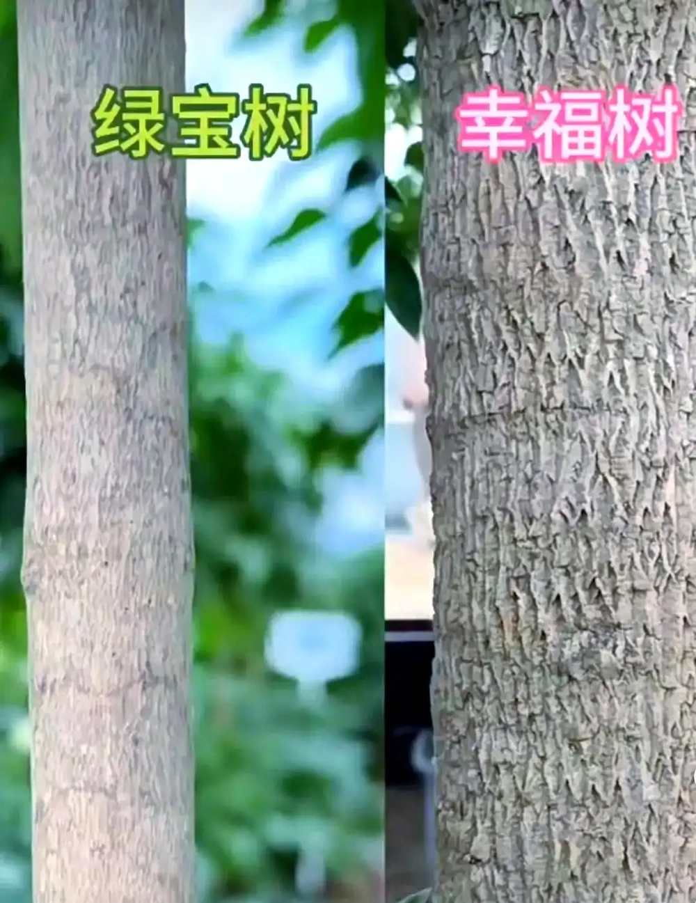 幸福樹與綠寶養護指南:差異與技巧解析