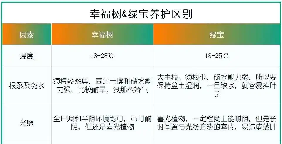 幸福樹與綠寶養護指南:差異與技巧解析