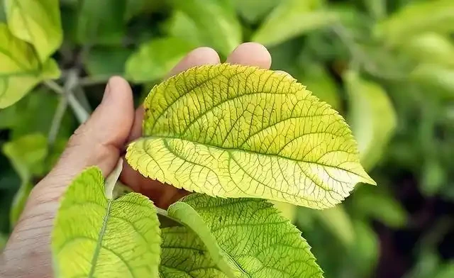 如何快速判斷作物上的黃葉問題？