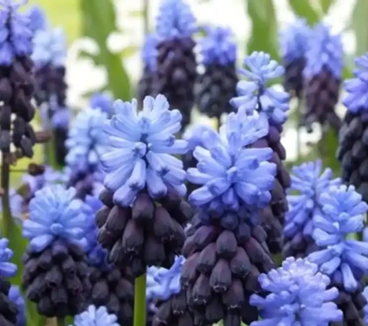 「養花澆水十年功」,你知道花缺水的訊號嗎?