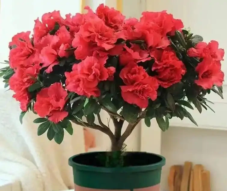 「養花澆水十年功」,你知道花缺水的訊號嗎?