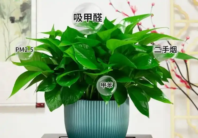 「養花澆水十年功」,你知道花缺水的訊號嗎?