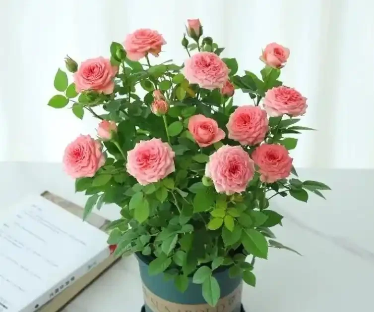 「養花澆水十年功」,你知道花缺水的訊號嗎?