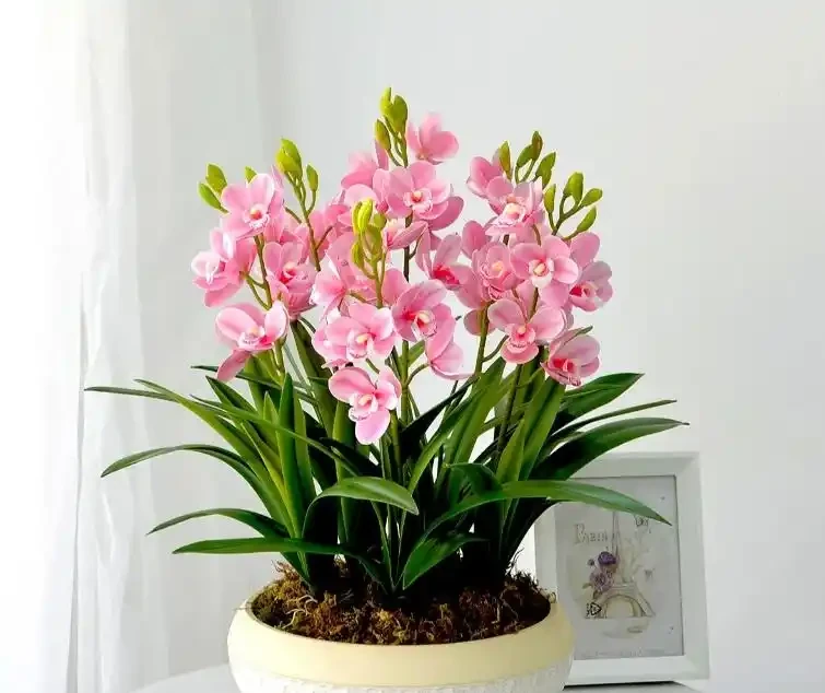 「養花澆水十年功」,你知道花缺水的訊號嗎?