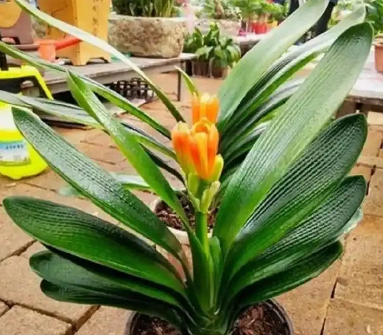 「養花澆水十年功」,你知道花缺水的訊號嗎?