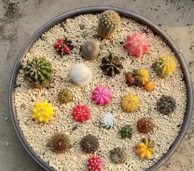 「養花澆水十年功」,你知道花缺水的訊號嗎?