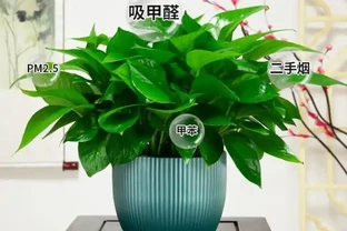 「養花澆水十年功」，你知道花缺水的訊號嗎？