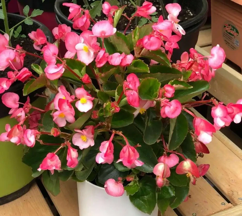 5種高顏值花卉,適合室內養護,無陽光也能綻放花朵,新手閉眼入