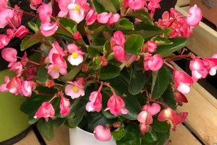 5種高顏值花卉，適合室內養護，無陽光也能綻放花朵，新手閉眼入