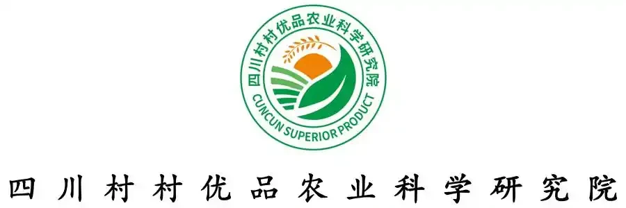 農技科普｜夏天種植玫瑰的正確澆水方法