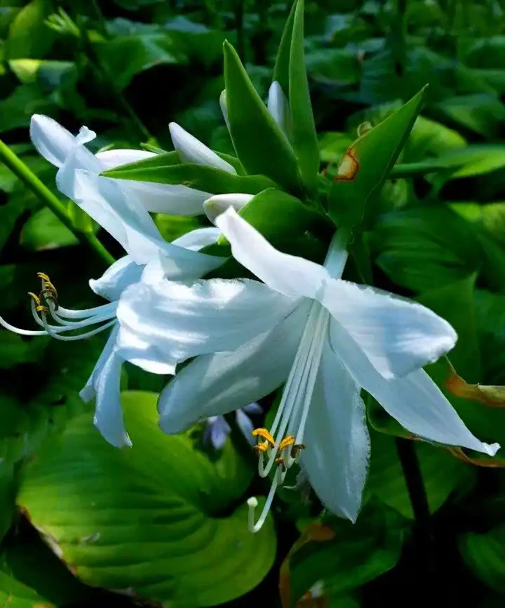 北方小院必備：寒冬也不怕的10種地植花草