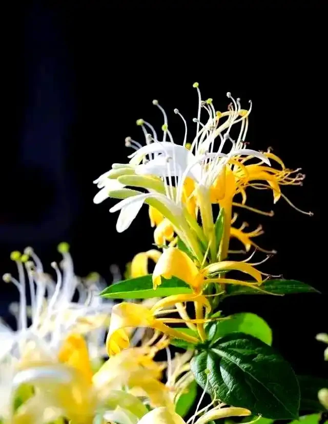 北方小院必備：寒冬也不怕的10種地植花草
