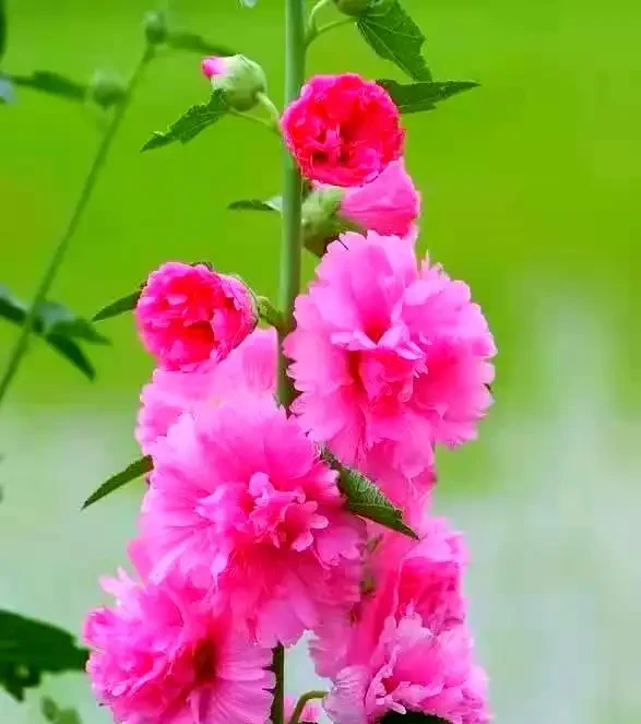 北方小院必備：寒冬也不怕的10種地植花草