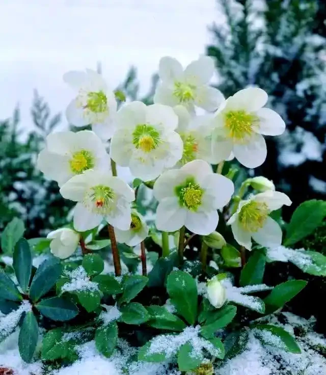 北方小院必備：寒冬也不怕的10種地植花草