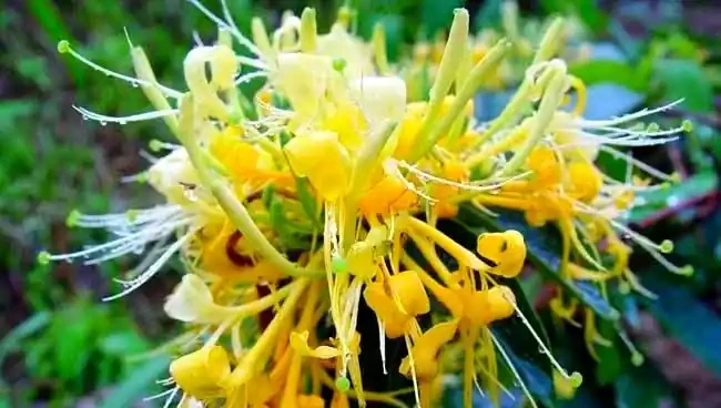 北方小院必備：寒冬也不怕的10種地植花草