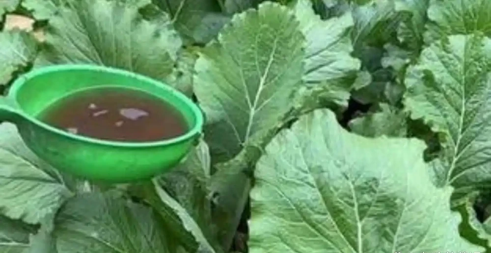 不管種什麼蔬菜,最好用的3種肥,蔬菜長得旺,好吃還沒有病蟲害