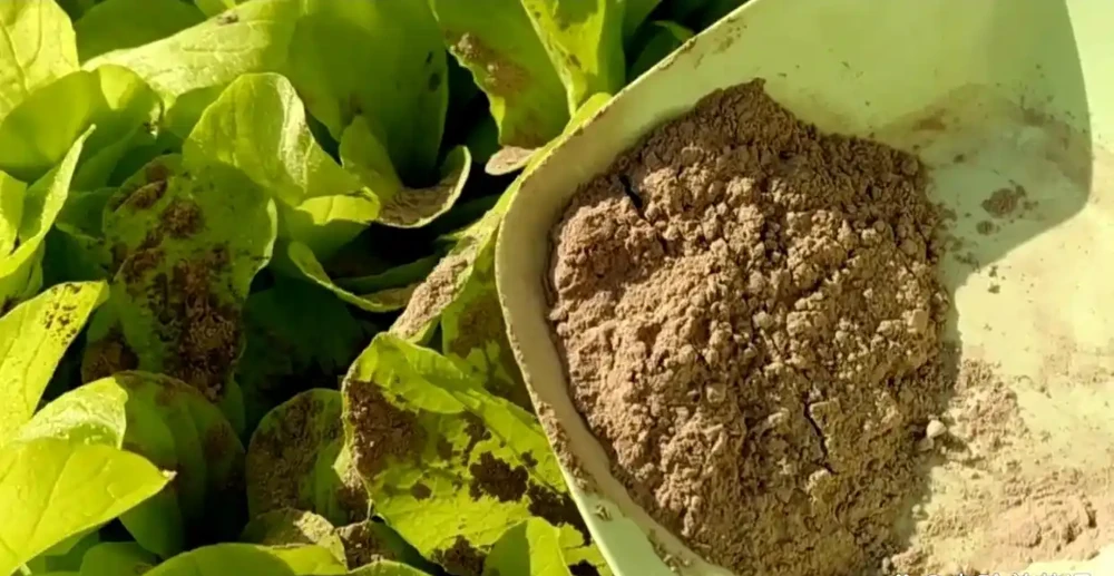 不管種什麼蔬菜,最好用的3種肥,蔬菜長得旺,好吃還沒有病蟲害