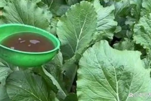 不管種什麼蔬菜，最好用的3種肥，蔬菜長得旺，好吃還沒有病蟲害