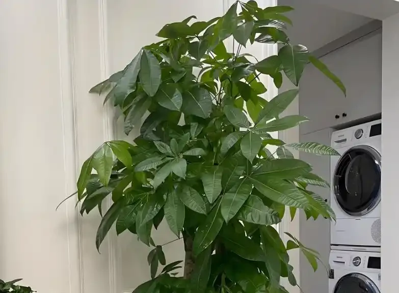 夏季發財樹養護小妙招，6招絕對讓你的葉子綠得不可思議！