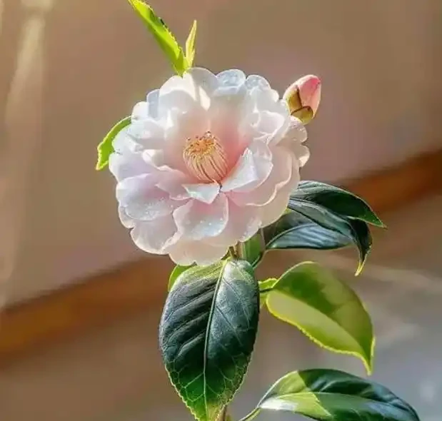 盤點一年四季都不凋零的花,四季常青又耐寒,北方花友有福了!