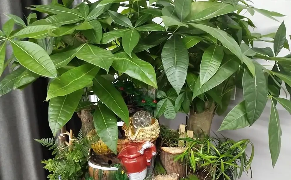 夏季發財樹養護小妙招，6招絕對讓你的葉子綠得不可思議！