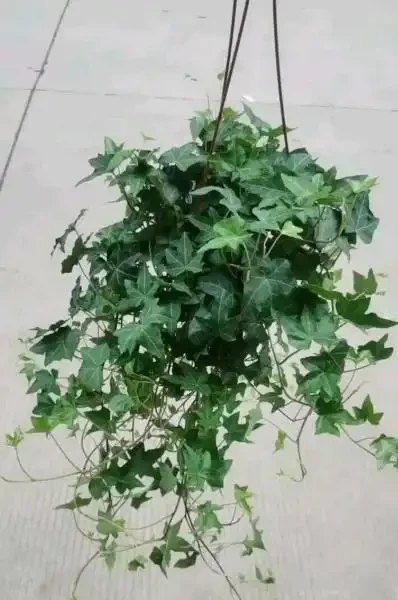 盤點一年四季都不凋零的花,四季常青又耐寒,北方花友有福了!
