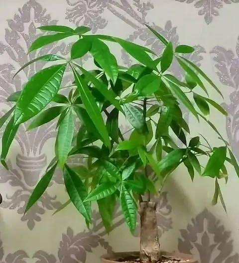 夏季發財樹養護小妙招，6招絕對讓你的葉子綠得不可思議！