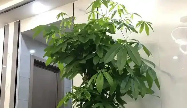 夏季發財樹養護小妙招，6招絕對讓你的葉子綠得不可思議！