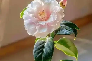 盤點一年四季都不凋零的花，四季常青又耐寒，北方花友有福了！