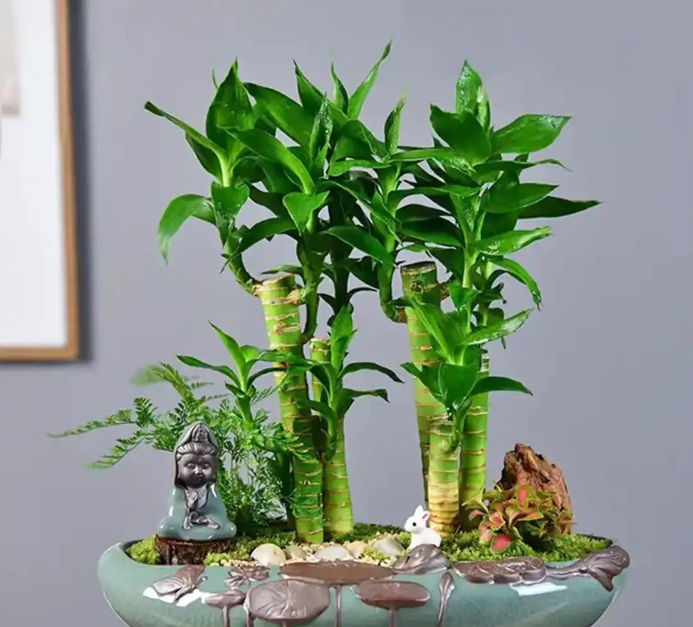 「客廳擺五花,富貴又旺家」,5種吉祥又耐養的花,你家中有嗎?