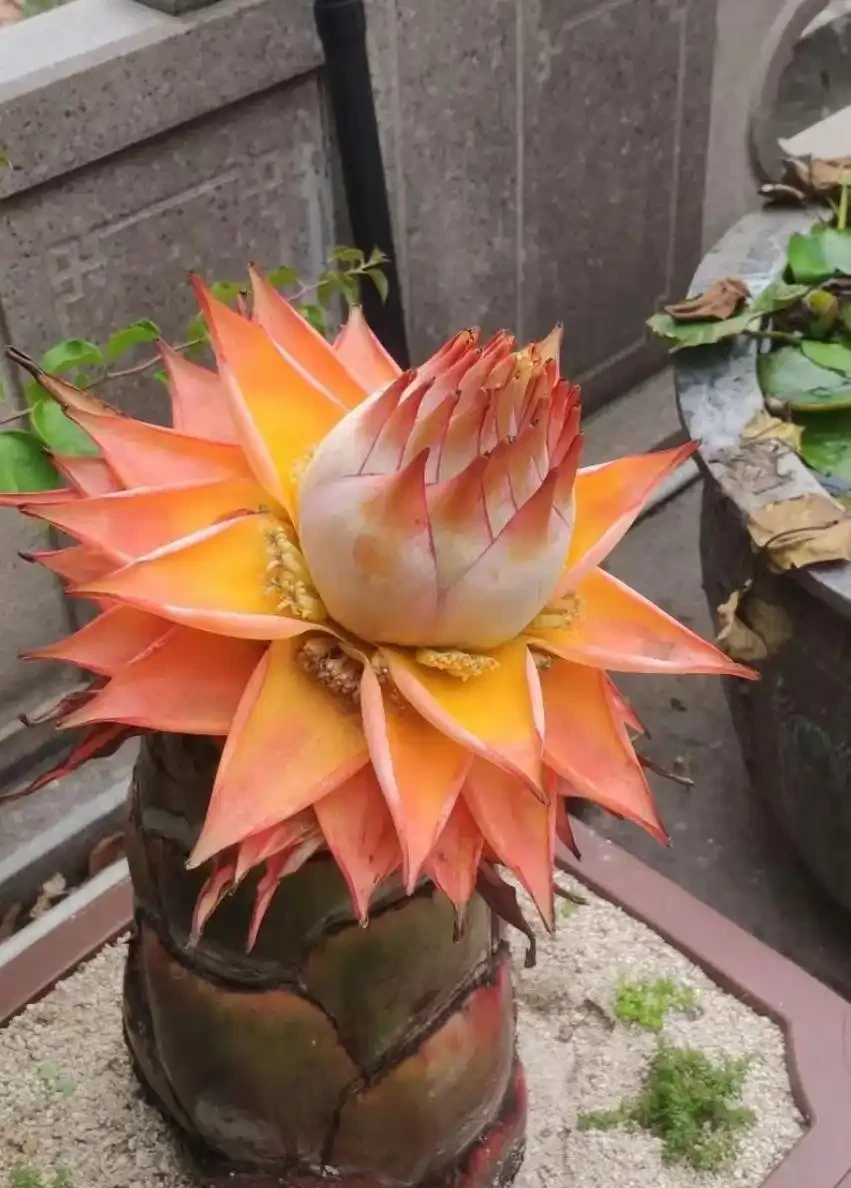 「客廳擺五花,富貴又旺家」,5種吉祥又耐養的花,你家中有嗎?