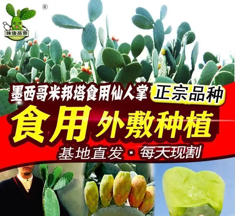 365 天不澆水也能活!這棵仙人掌,堪稱 「懶人救星」