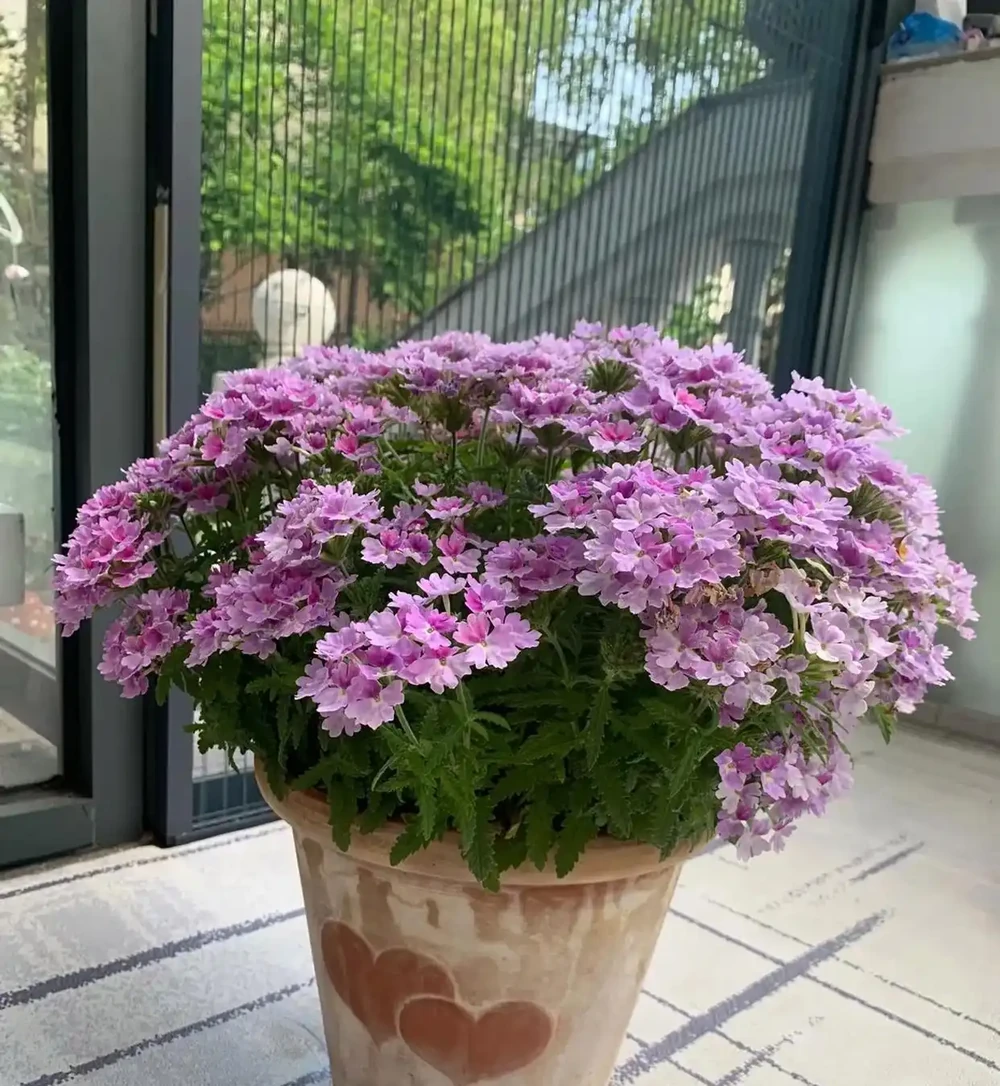 10種「四季花」全年都開花,陽臺秒變花海,鄰居羨慕得不行!
