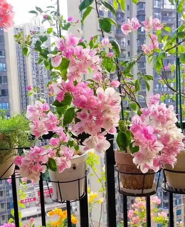 這10種「勤花」九重葛,全年開不停,看看你入手了幾種?