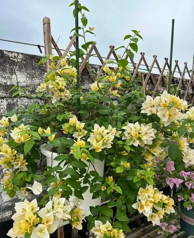 這10種「勤花」九重葛,全年開不停,看看你入手了幾種?