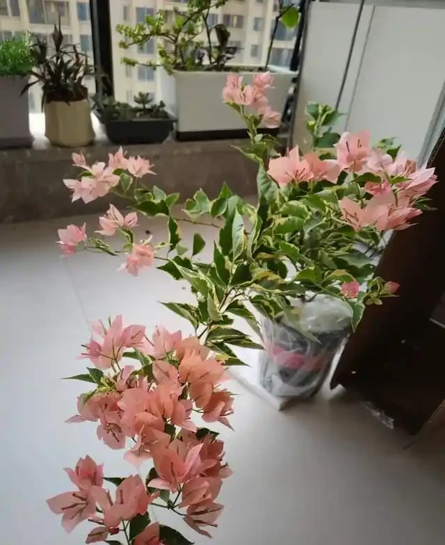 這10種「勤花」九重葛,全年開不停,看看你入手了幾種?