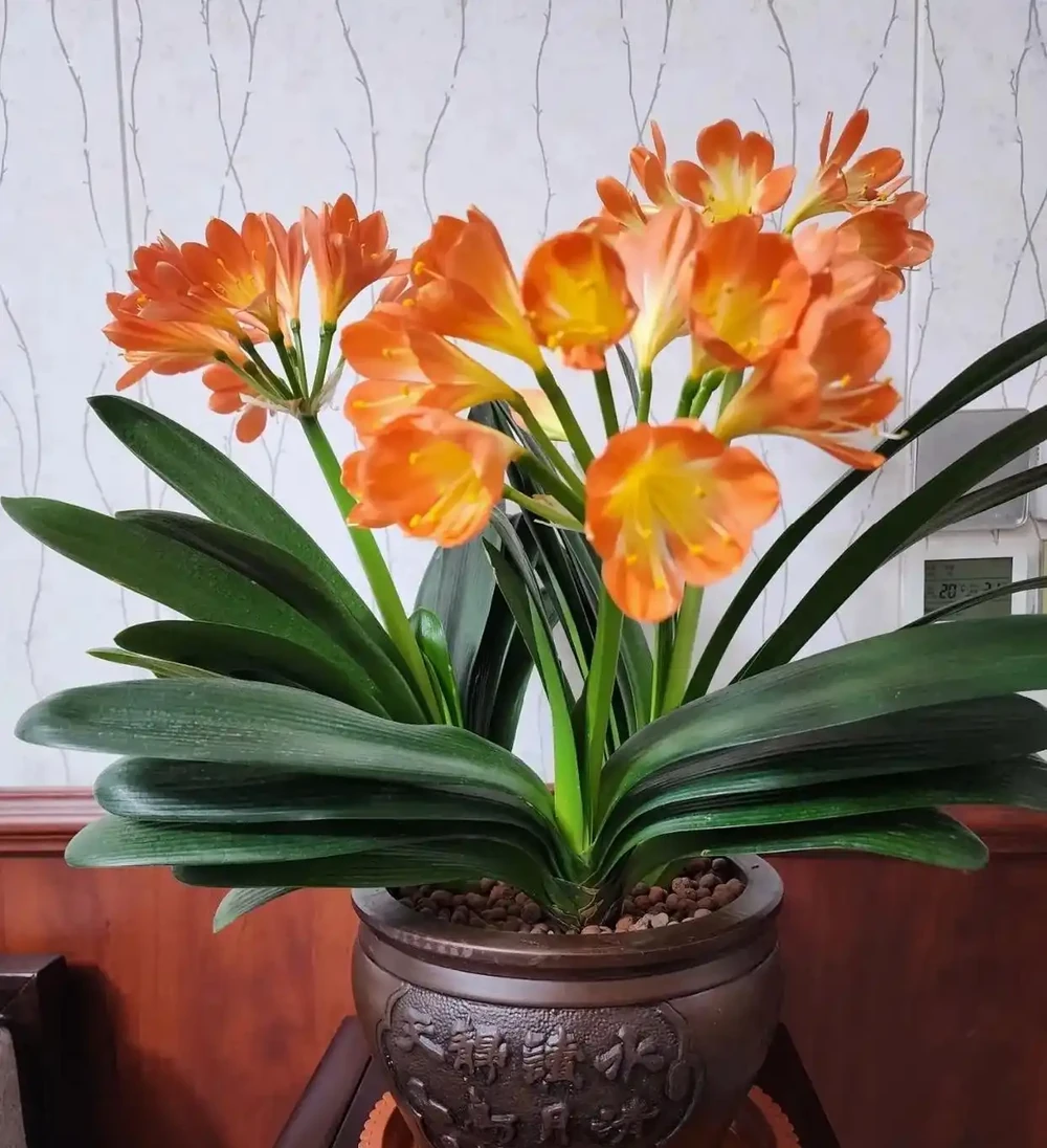 10種「四季花」全年都開花,陽臺秒變花海,鄰居羨慕得不行!