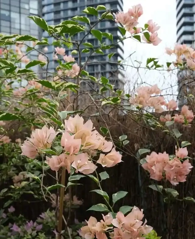 這10種「勤花」九重葛,全年開不停,看看你入手了幾種?